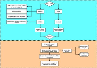 Immune- and Stemness-Related Genes Revealed by Comprehensive Analysis and Validation for Cancer Immunity and Prognosis and Its Nomogram in Lung Adenocarcinoma